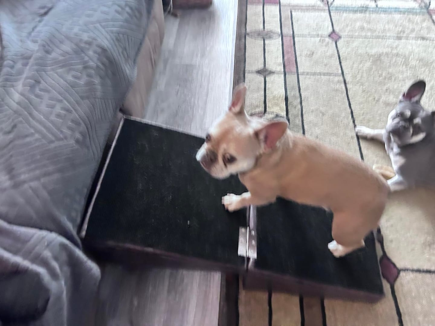 Customer photo review of 2-in-1 Foldable Dog Stairs Ramp for Bed and Couch