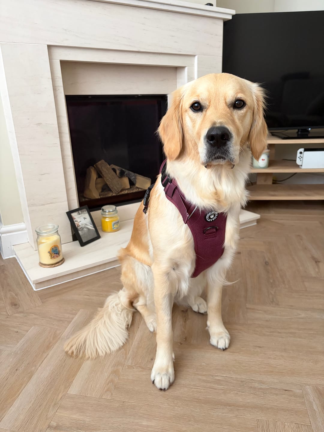 Customer photo review of Fabric Dog Lead 5ft - Mulberry Tweed