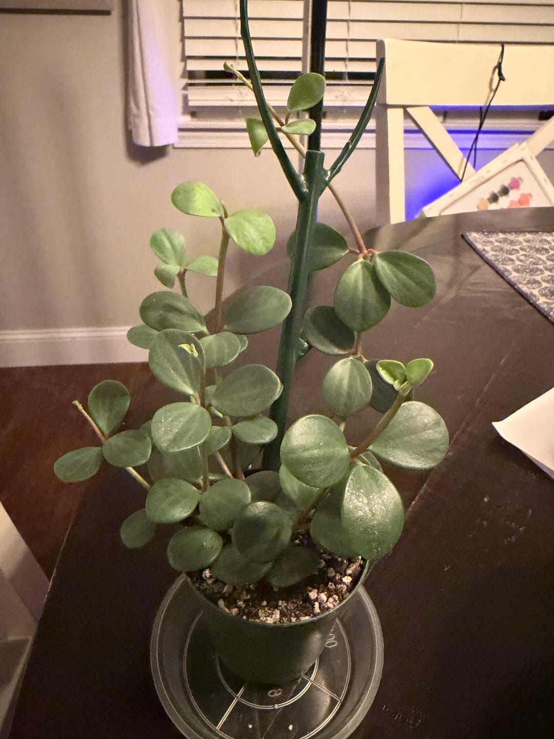 Customer photo review of Peperomia 'Hope'