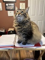 Customer photo review of Purectik Kedi/Köpek Sakinleştirici Set