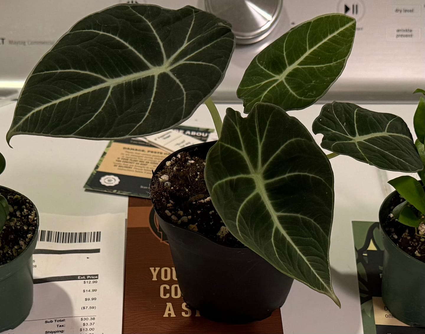 Customer photo review of Alocasia reginula "Black Velvet"