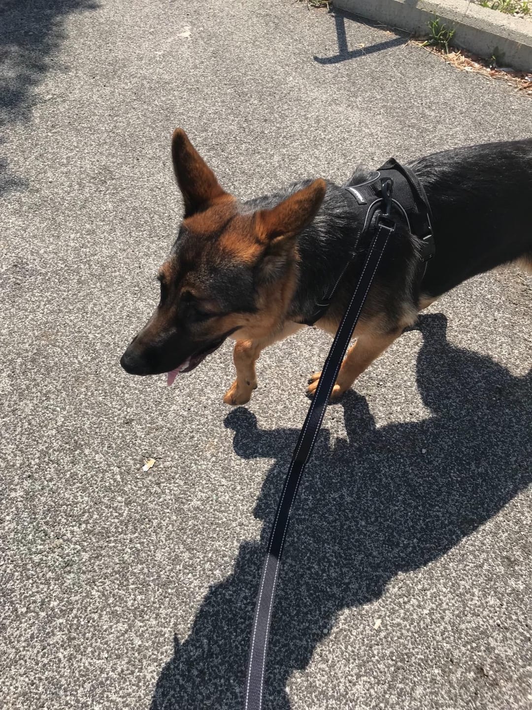 Customer photo review of Calm & Paw GiroSuave™