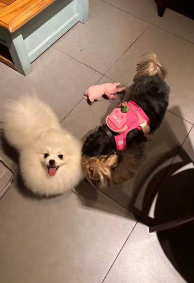 Customer photo review of Arnés-Mochila para perros