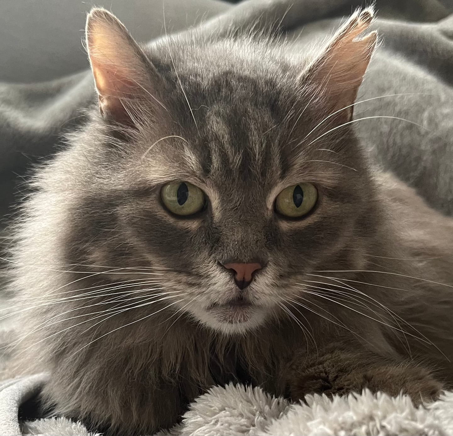 Customer photo review of Naturreines Katzenstreu