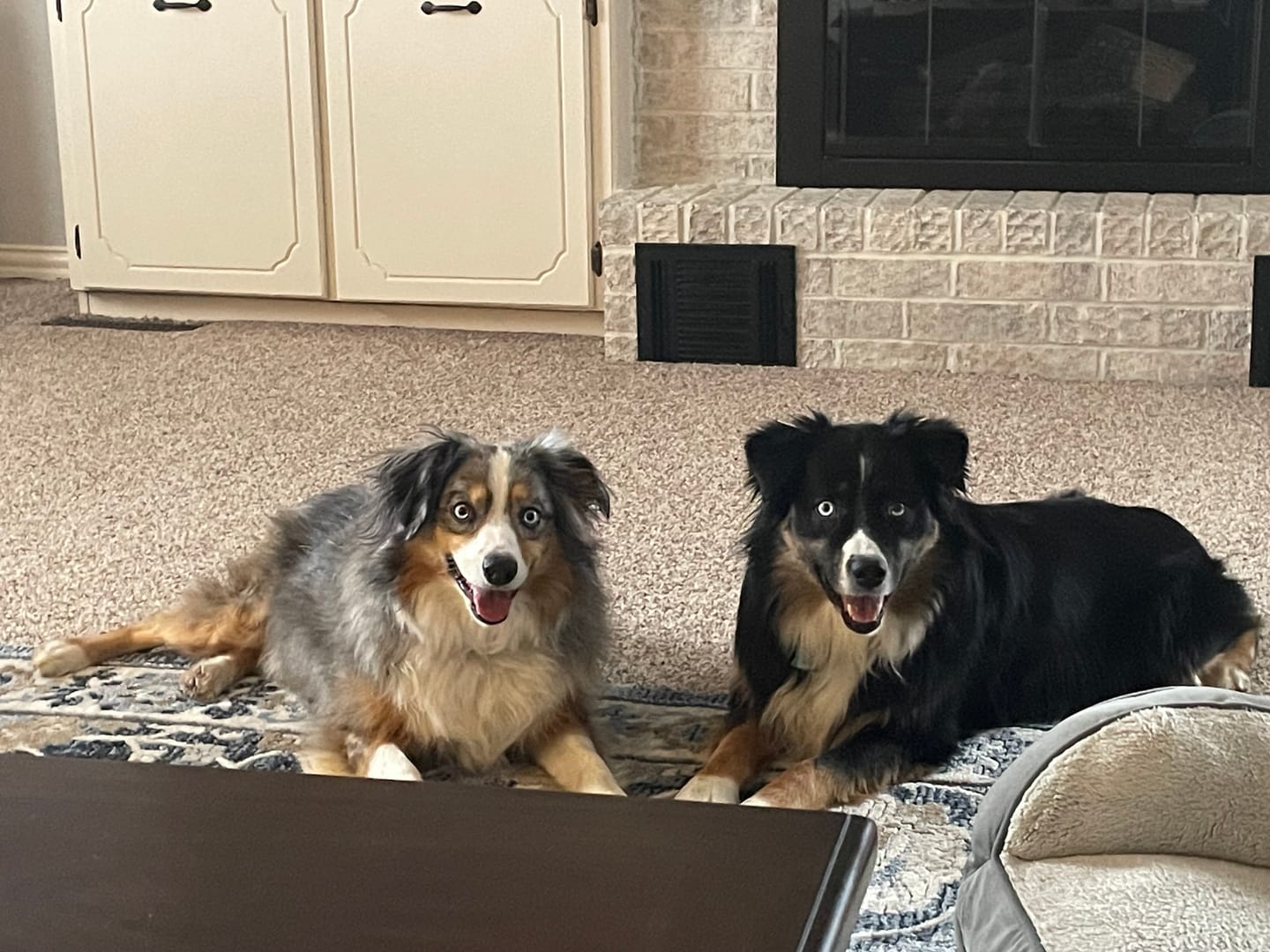 Customer photo review of Bully Sticks