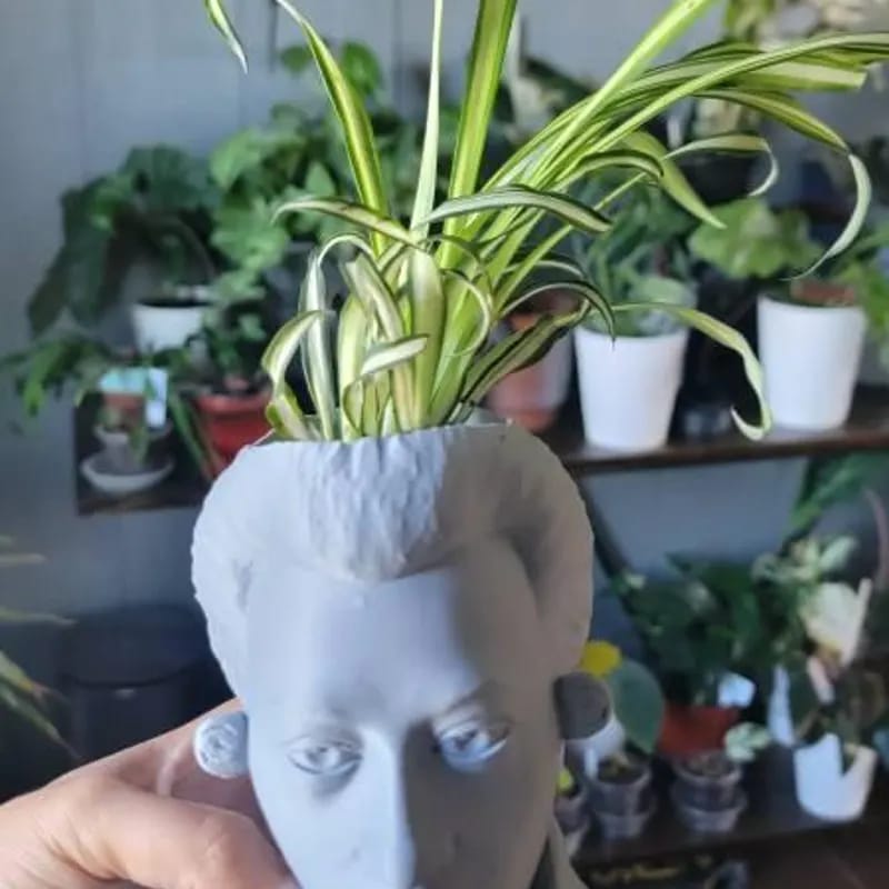 Customer photo review of Variegated Spider Plant in a 2" Grow Pot – Chlorophytum Comosum – Live Air Purifying Plant - Low Light Indoor Houseplant – Easy Care Tropical Plant