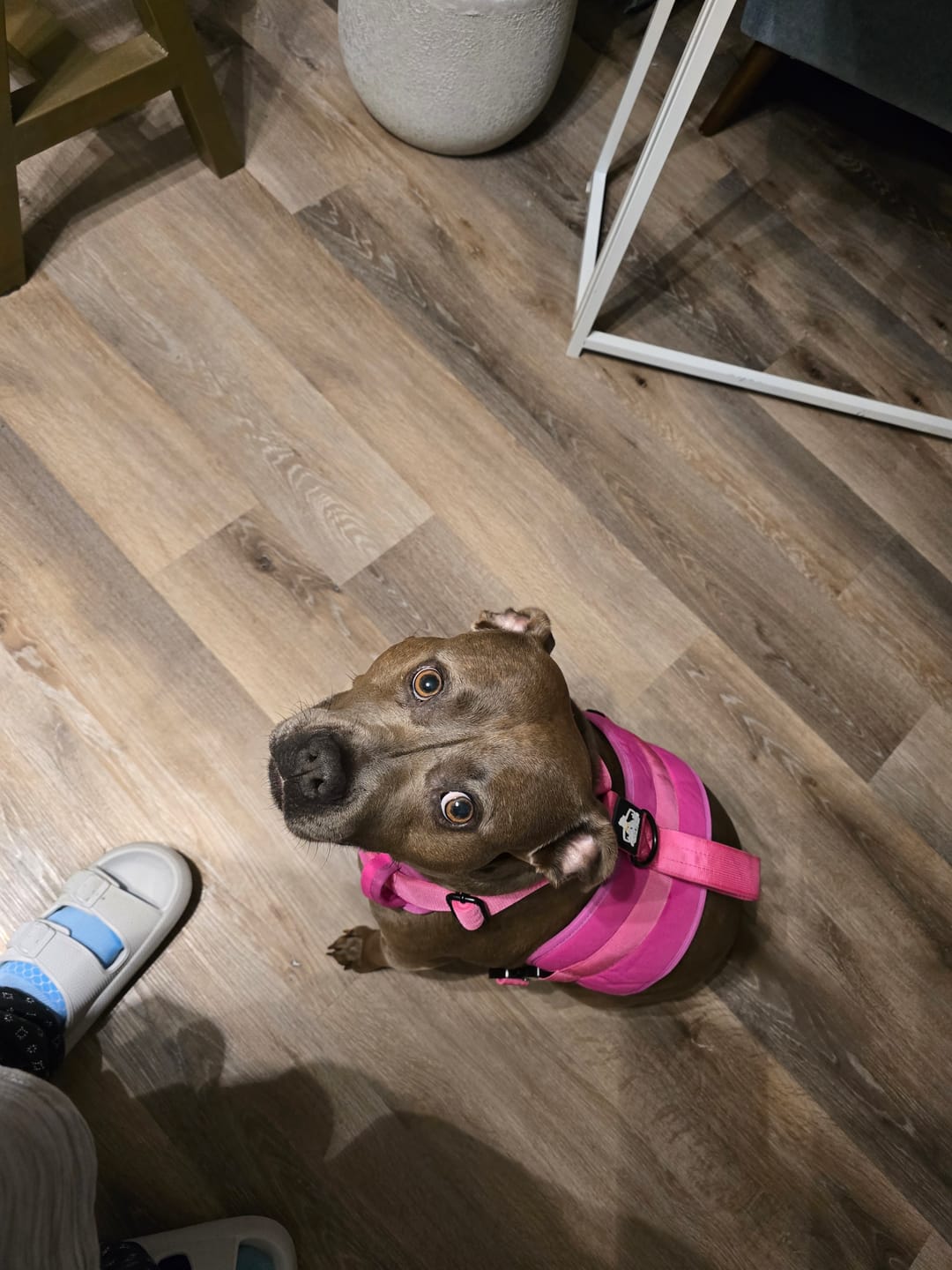 Customer photo review of No Pull Bully Proof Harness