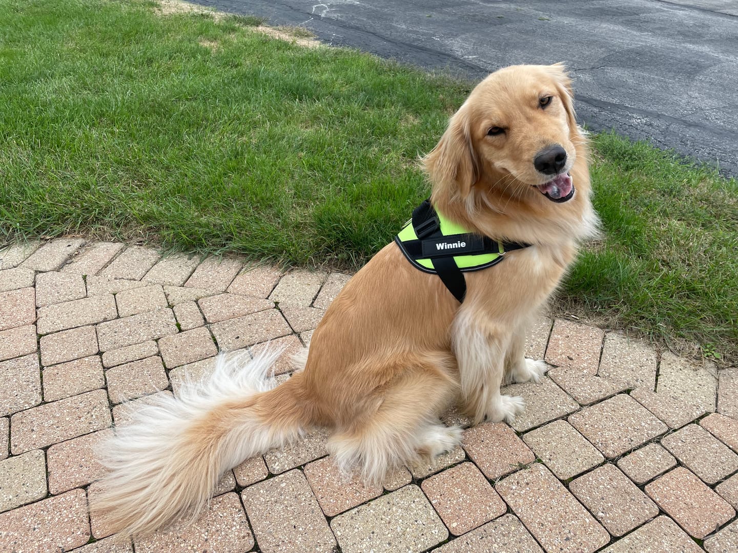 Customer photo review of Dogshood ™ Ergonomic Harness