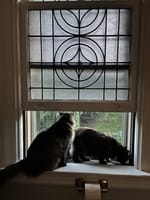 Customer photo review of Purectik Kedi/Köpek Sakinleştirici Set