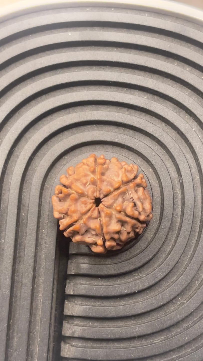 Customer photo review of Original 6 Mukhi Rudraksha – Vastu Remedy for Career Success & Willpower Strength | Ideal for South-East Office Desks