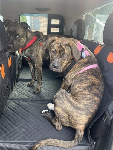 Customer photo review of PawLow Hard Bottom Seat Cover