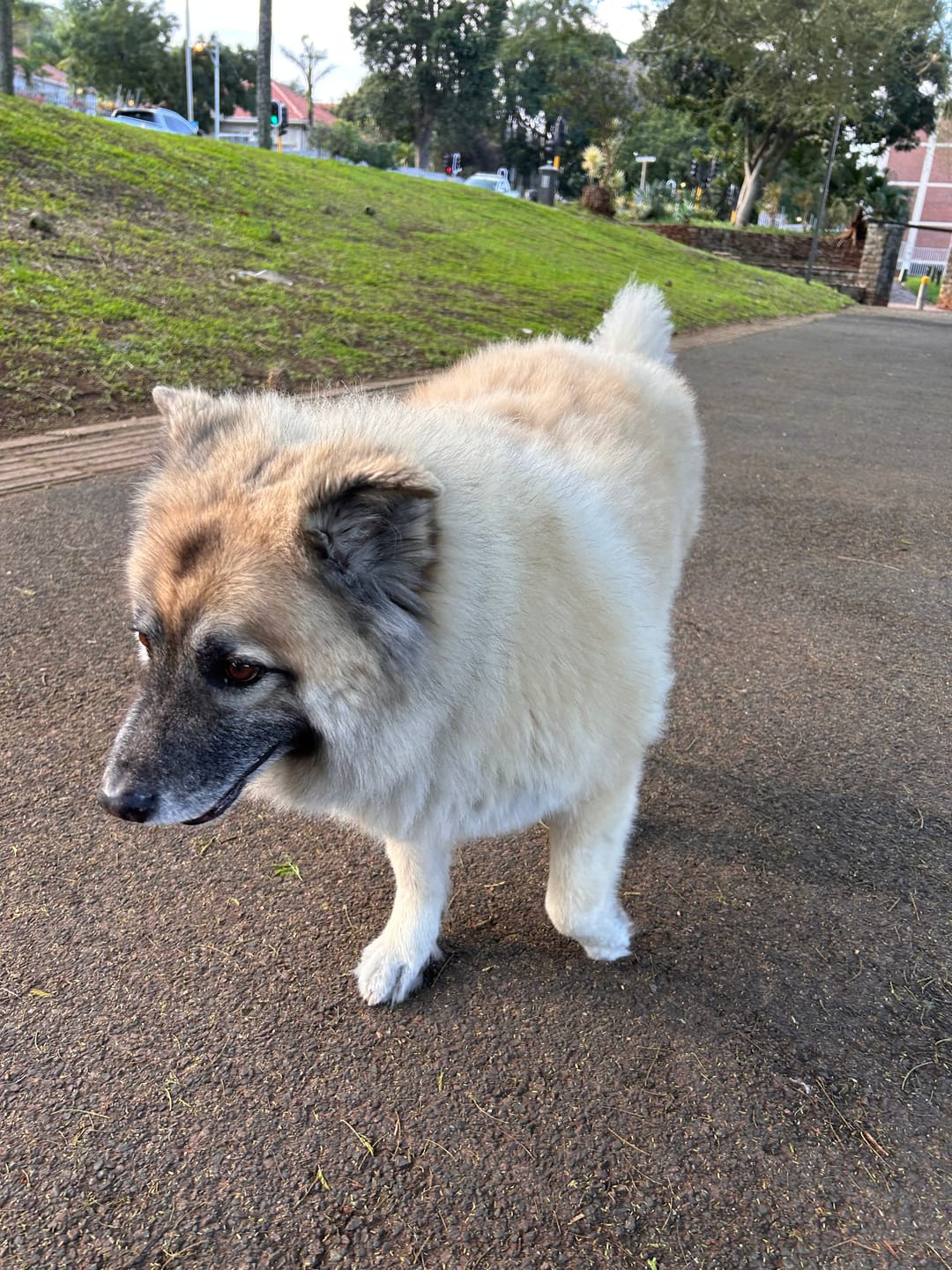 Customer photo review of FlexCare (Joint & Movement Support For Dogs)