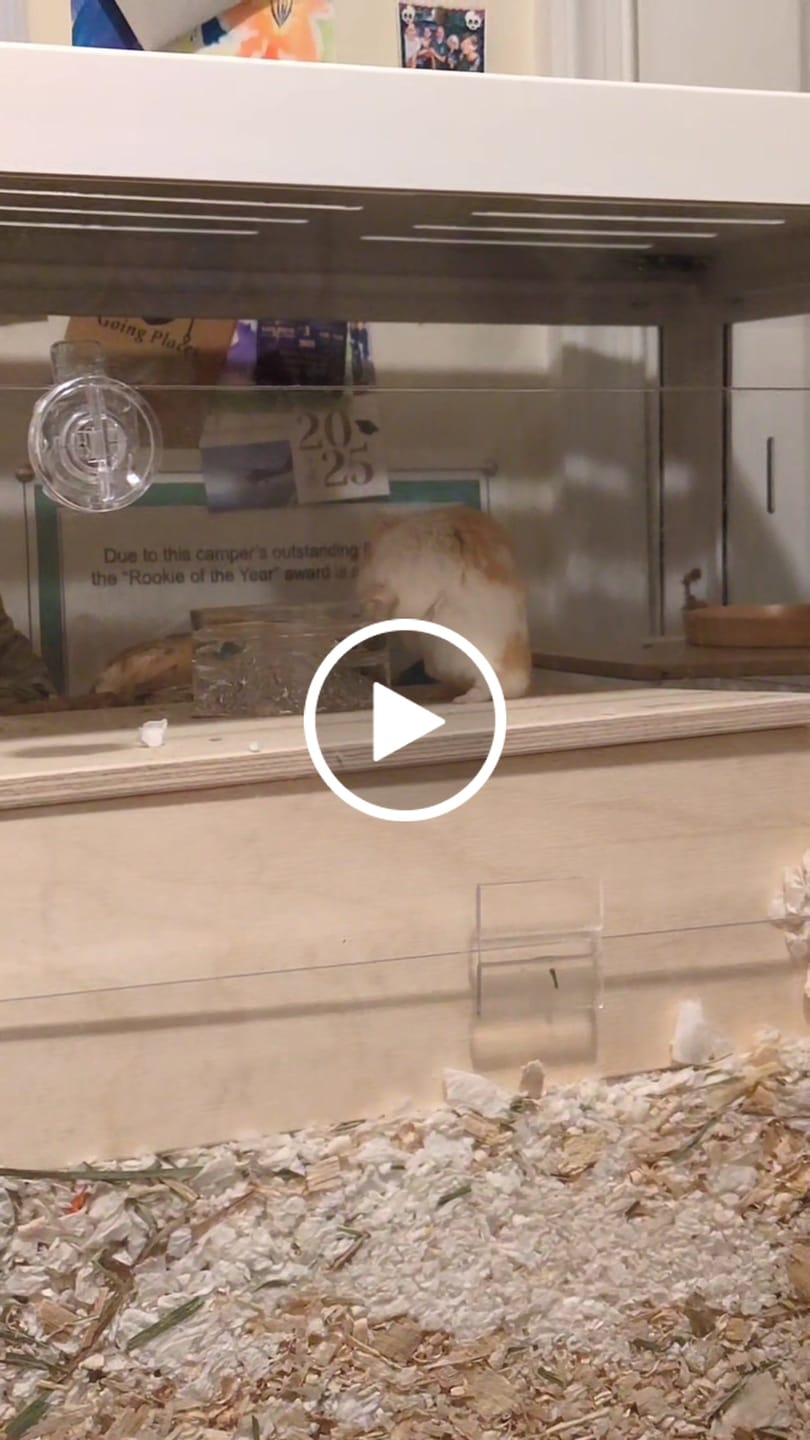 Customer video review of Niteangel Hamster Feeding & Water Bowls - Small Animal Glass Drinking Bowls for Dwarf Syrian Hamsters Gerbils Mice Rats or Other Similar-Sized Small Pets