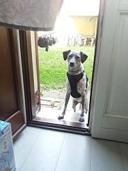 Customer photo review of Calm & Paw GiroSuave™