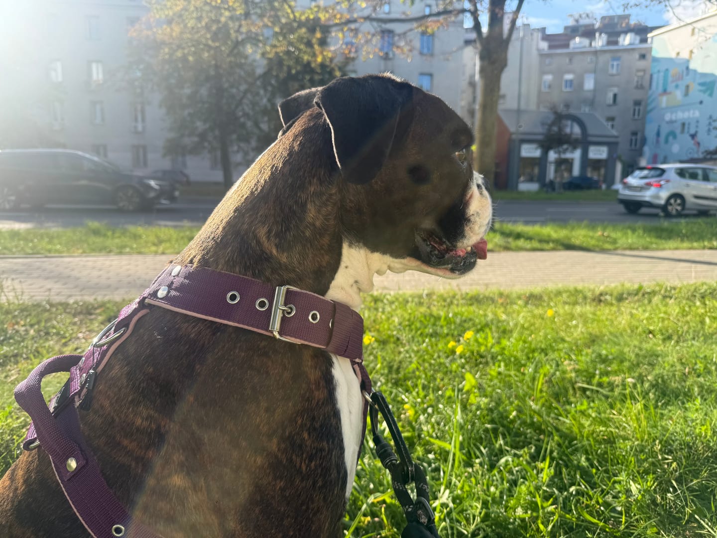 Customer photo review of Szelki z raczką typu guard - Easy Walk Śliwkowe