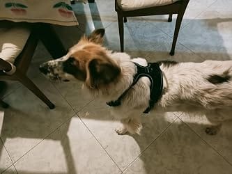 Customer photo review of Calm & Paw GiroSuave™