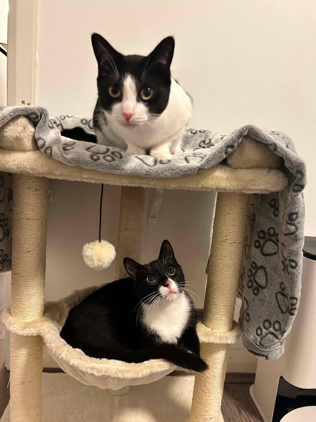 Customer photo review of Cat Tree Tower with Hammock Play Ball 6cm Sisal Post Large Perch Beige