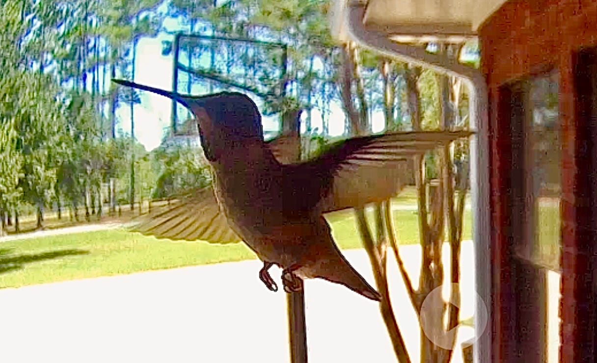Customer photo review of Smart Solar Hummingbird Feeder with HD Camera
