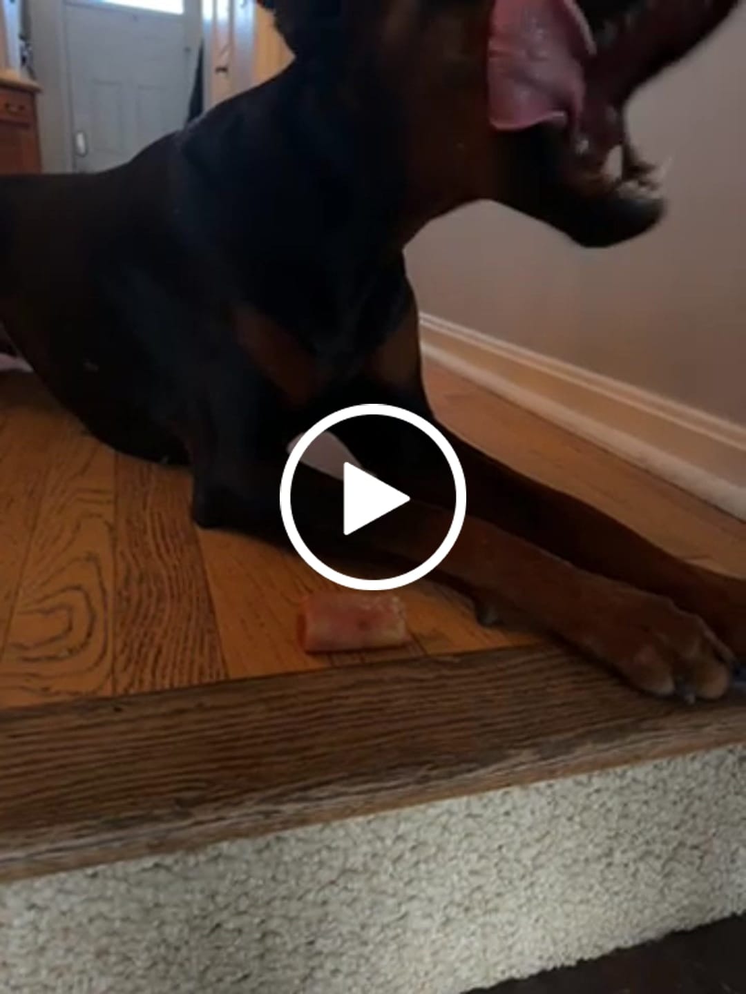Customer video review of Pumpkin Yak Chew — Fiber-Rich, Supports Digestion Naturally