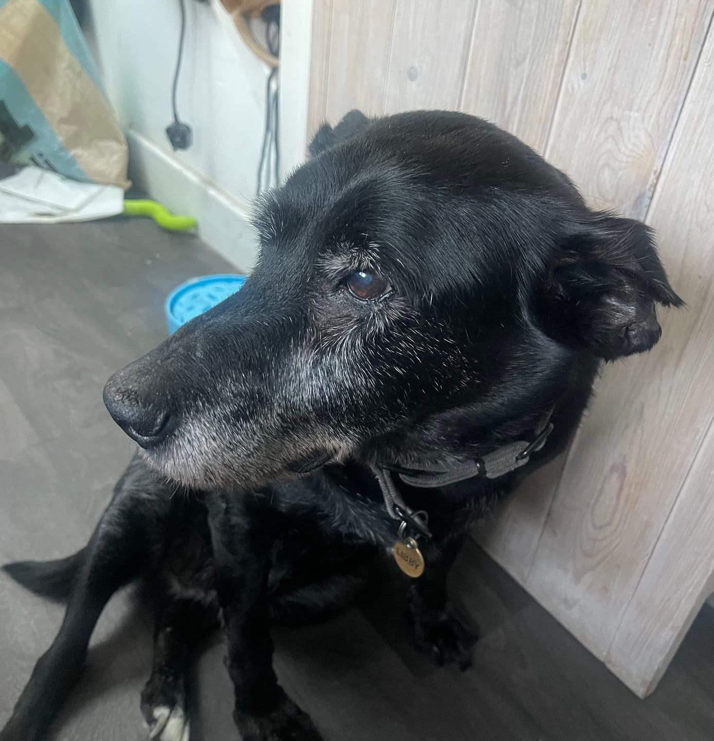 Customer photo review of Original Beef - Adult Dry Dog Food 15Kg