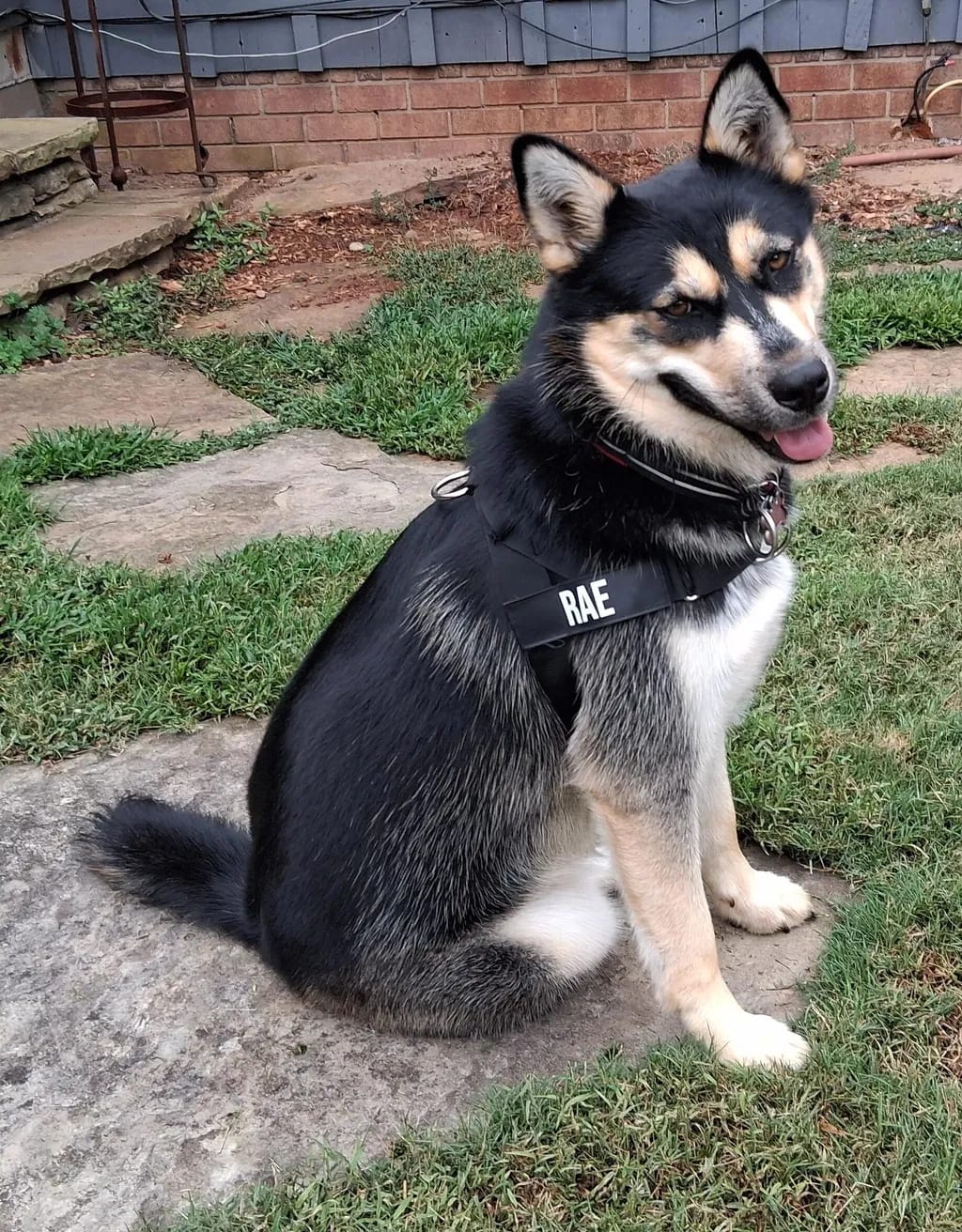Customer photo review of DogFriend™ Arnés Antitirones Personalizado