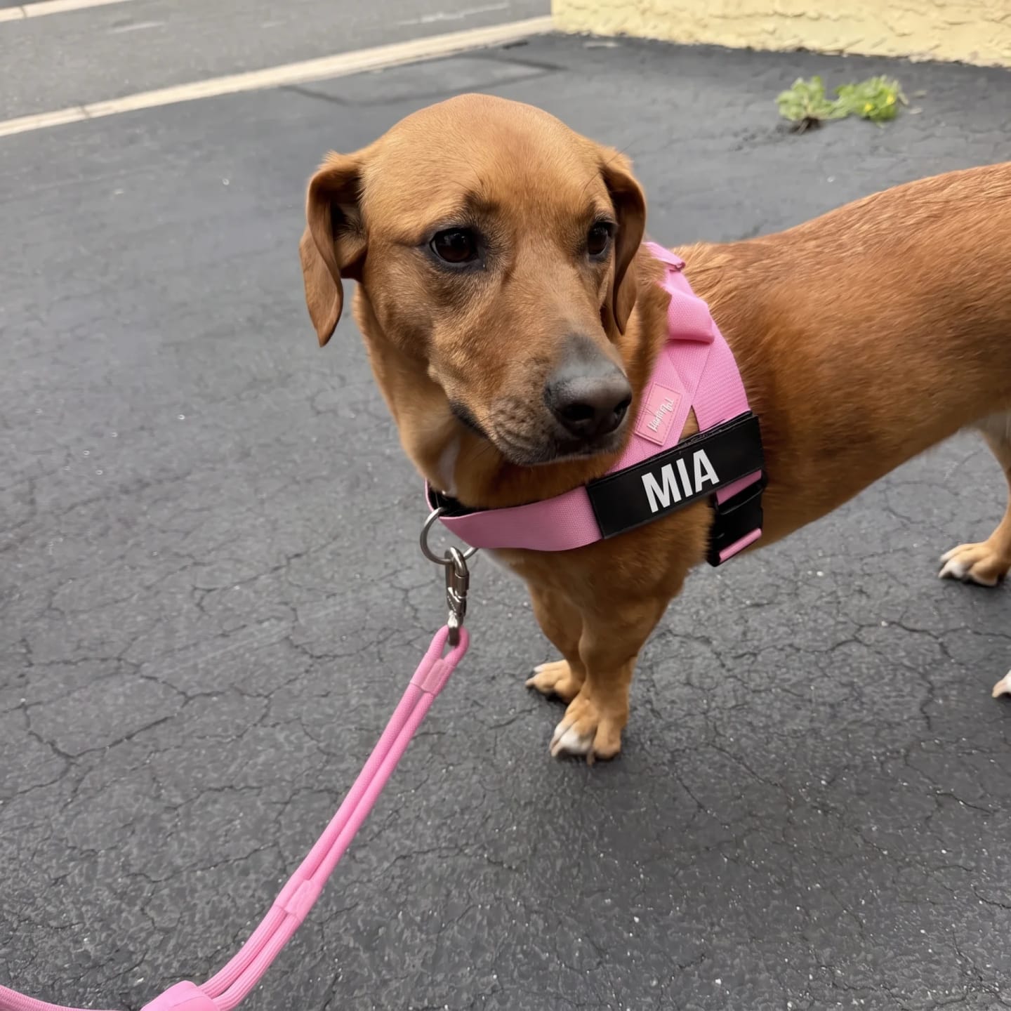 Customer photo review of DogFriend™ Arnés Antitirones Personalizado