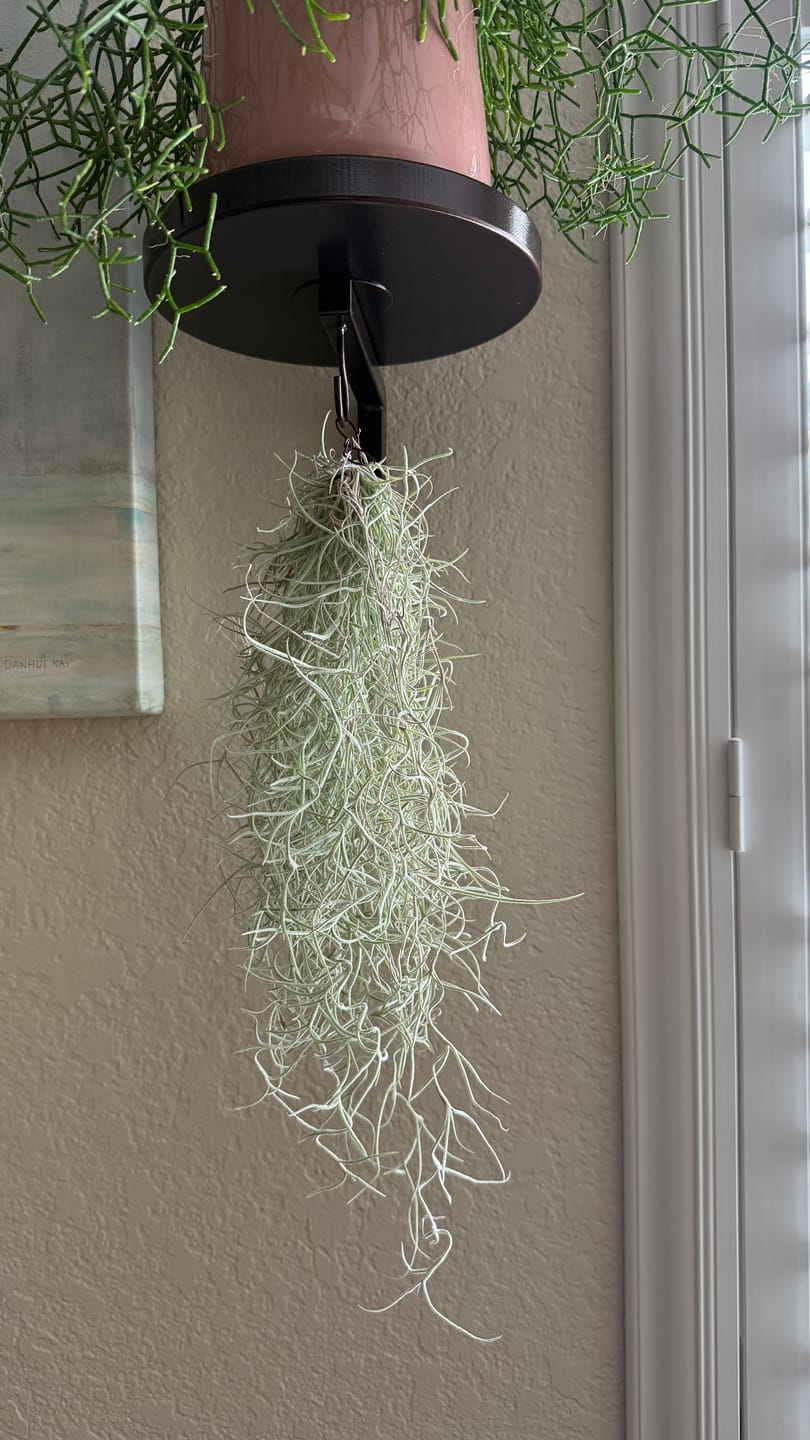 Customer photo review of Usneoides (Spanish Moss) White  On Hanging Wire!