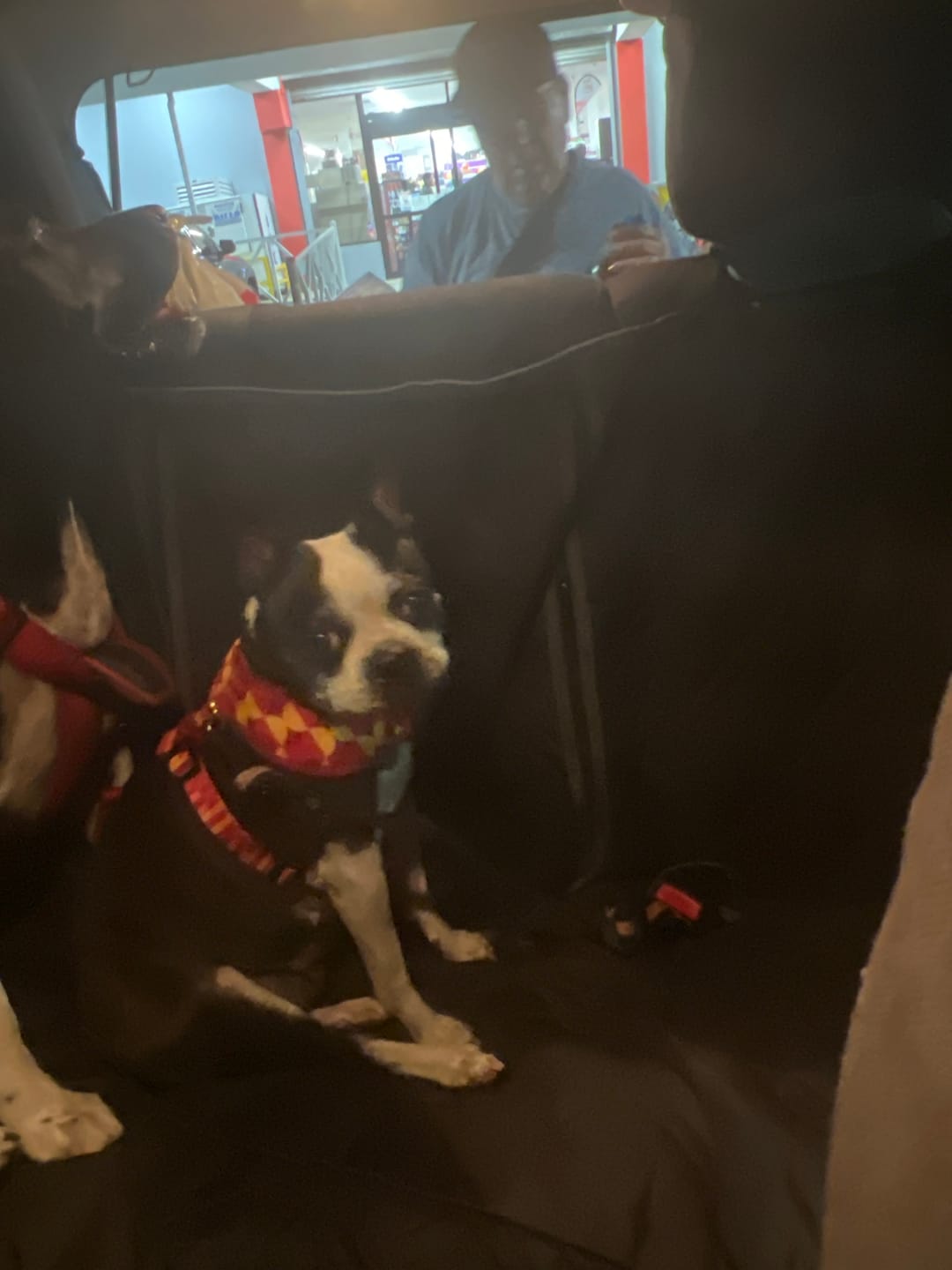 Customer photo review of Odessa - Reversible Dog Harness