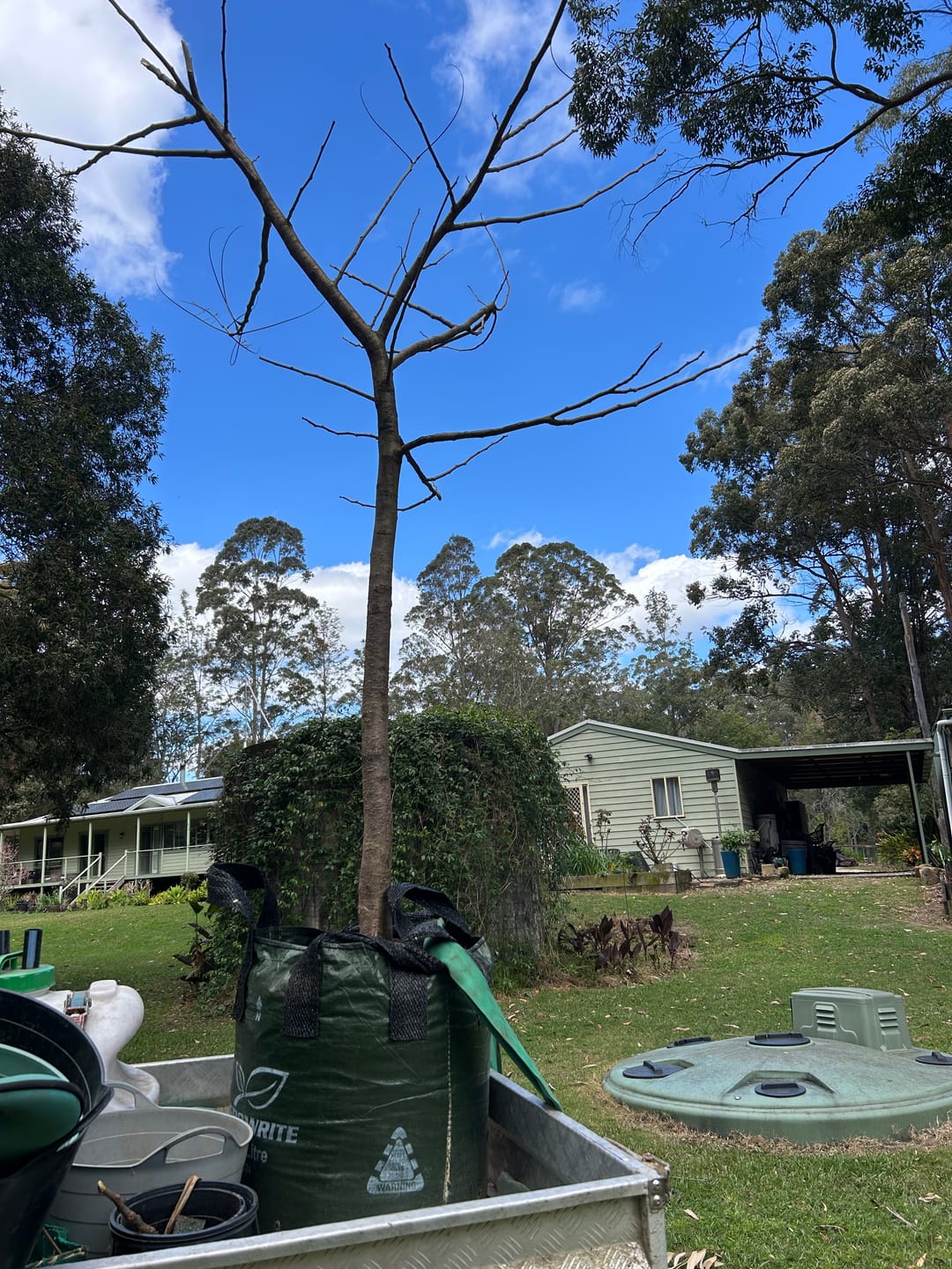 Customer photo review of Royal Poinciana - Delonix regia