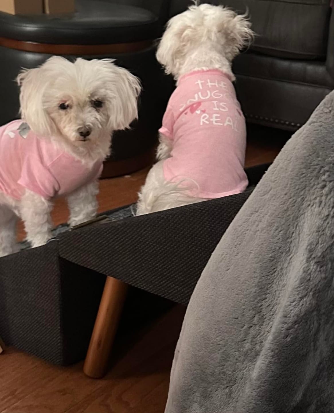 Customer photo review of 2-in-1 Foldable Dog Stairs Ramp for Bed and Couch