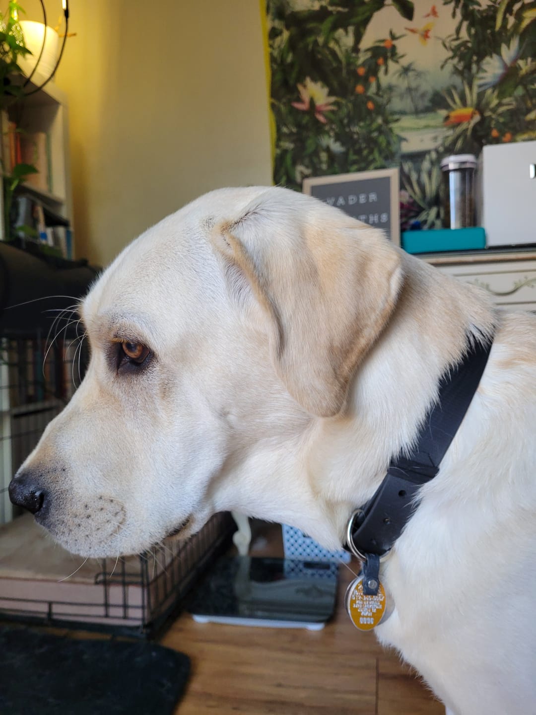 Customer photo review of Waterproof Classic Dog Collar | Built with BioThane®