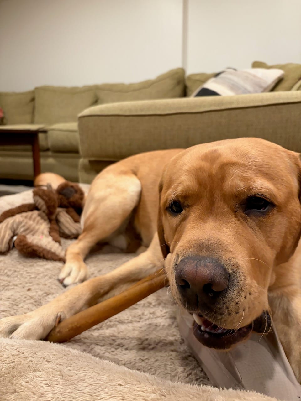 Customer photo review of Super Bull Sticks