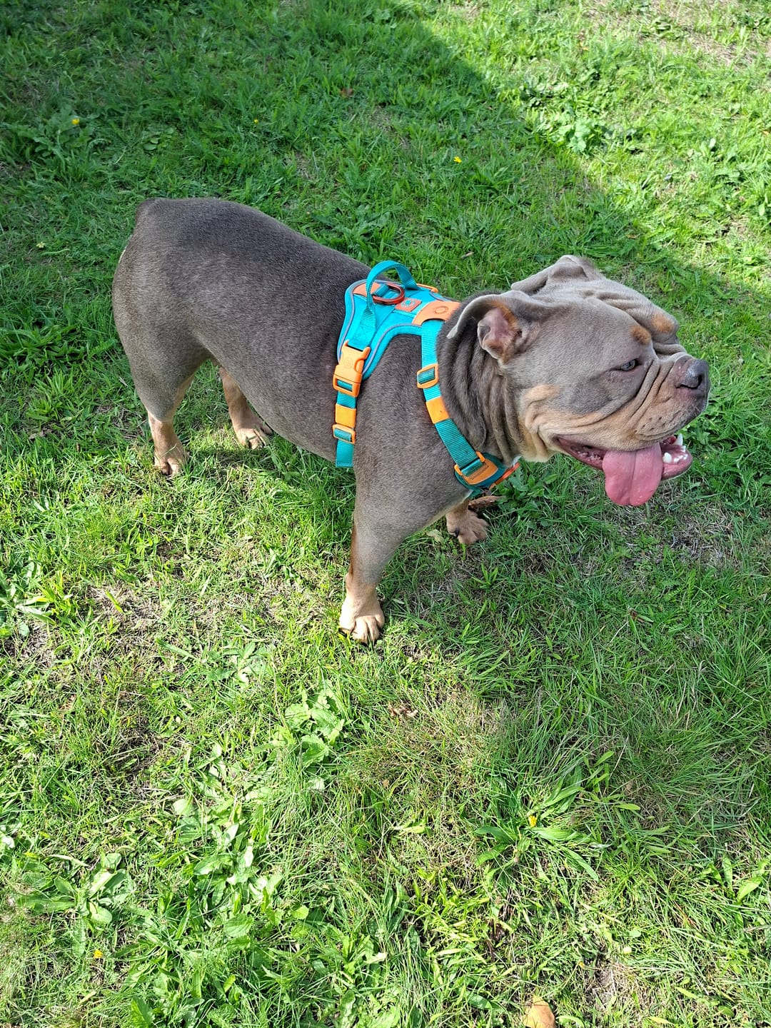 Customer photo review of Anti Pull Hurricane Harness Lighter | With Handle - Turquoise X Orange