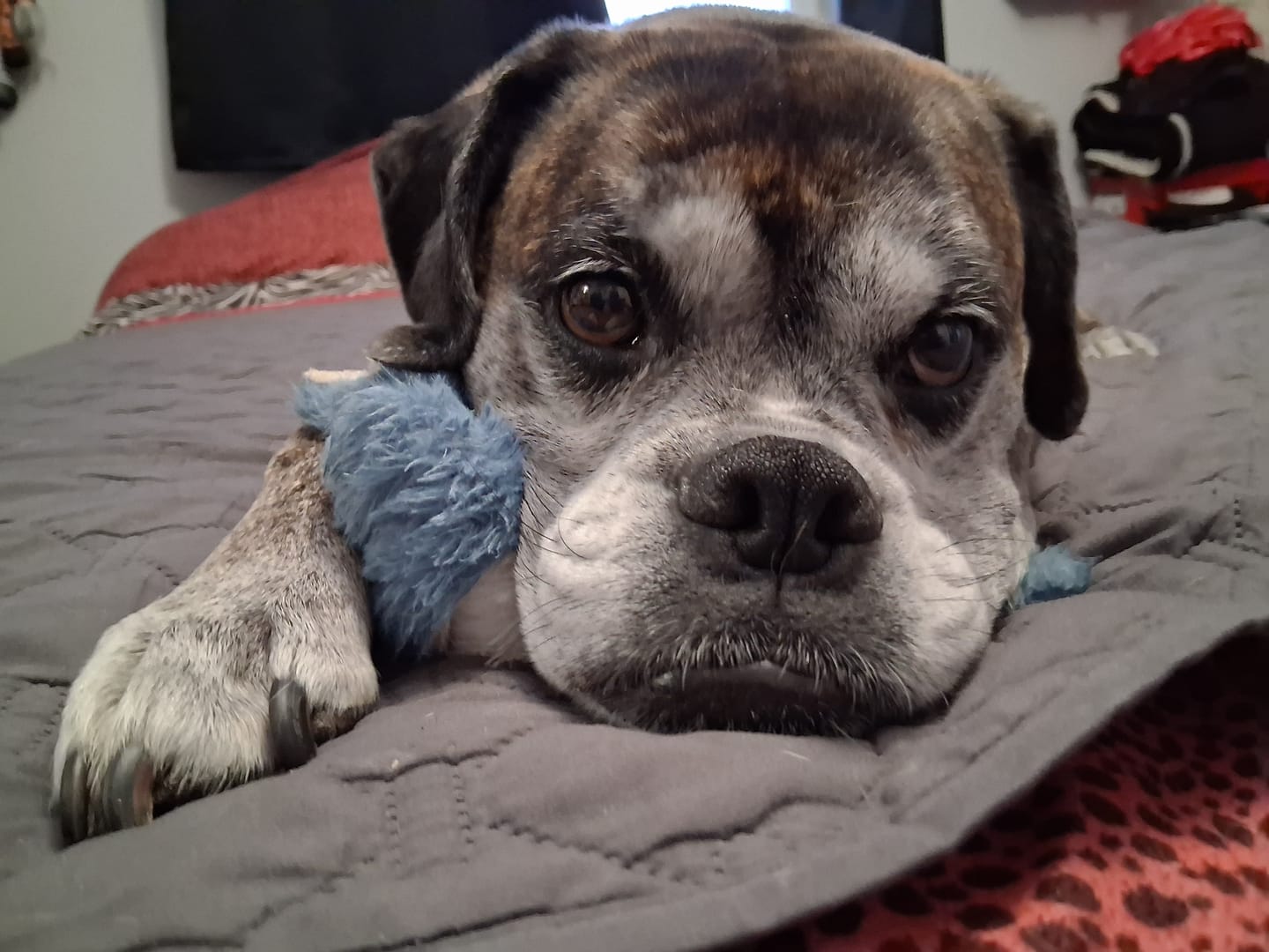 Customer photo review of 6 Inch Jumbo Bully Stick