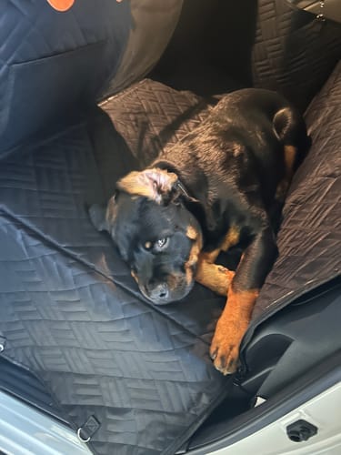 Customer photo review of PawLow Hard Bottom Seat Cover