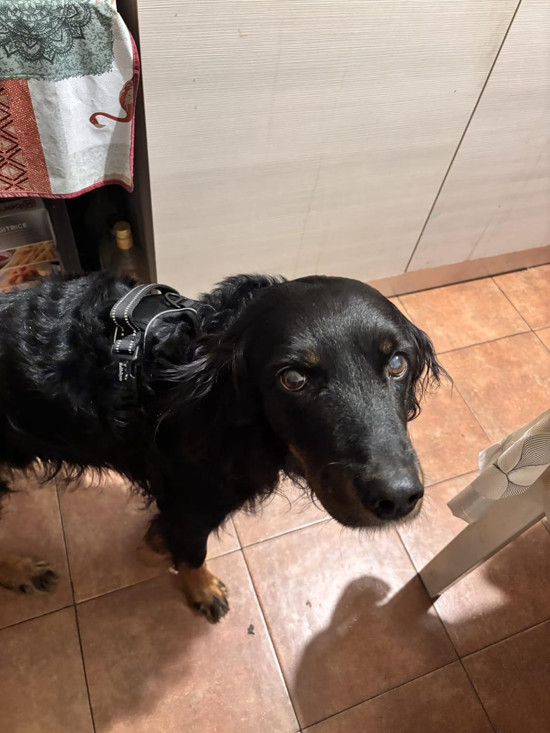 Customer photo review of Calm & Paw GiroSuave™