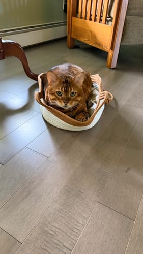 Customer's cat sitting inside a round, textured Instinct Basket on a wooden floor.