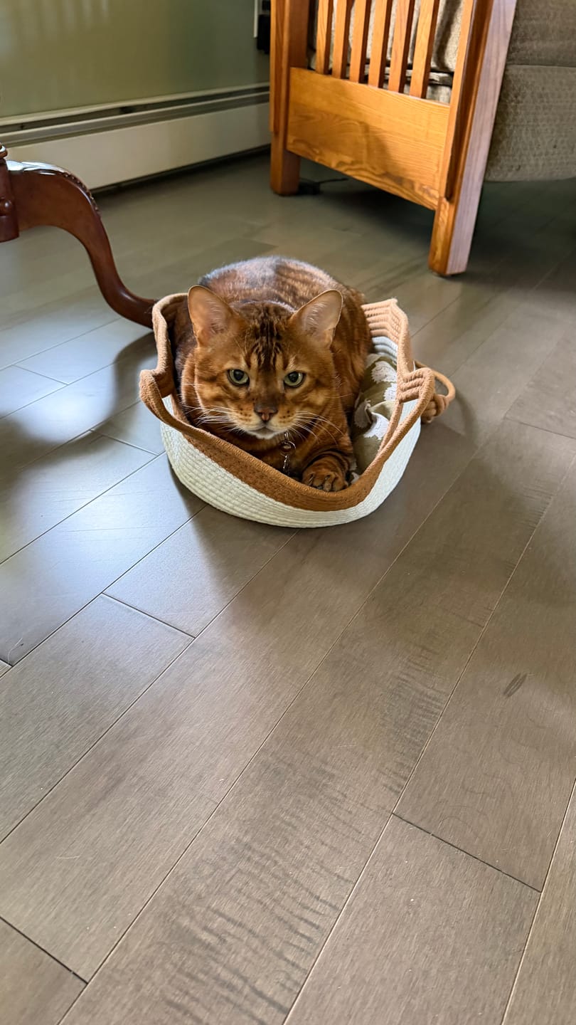 Customer photo review of Instinct Basket | Meet the first research-backed natural territory for indoor cats