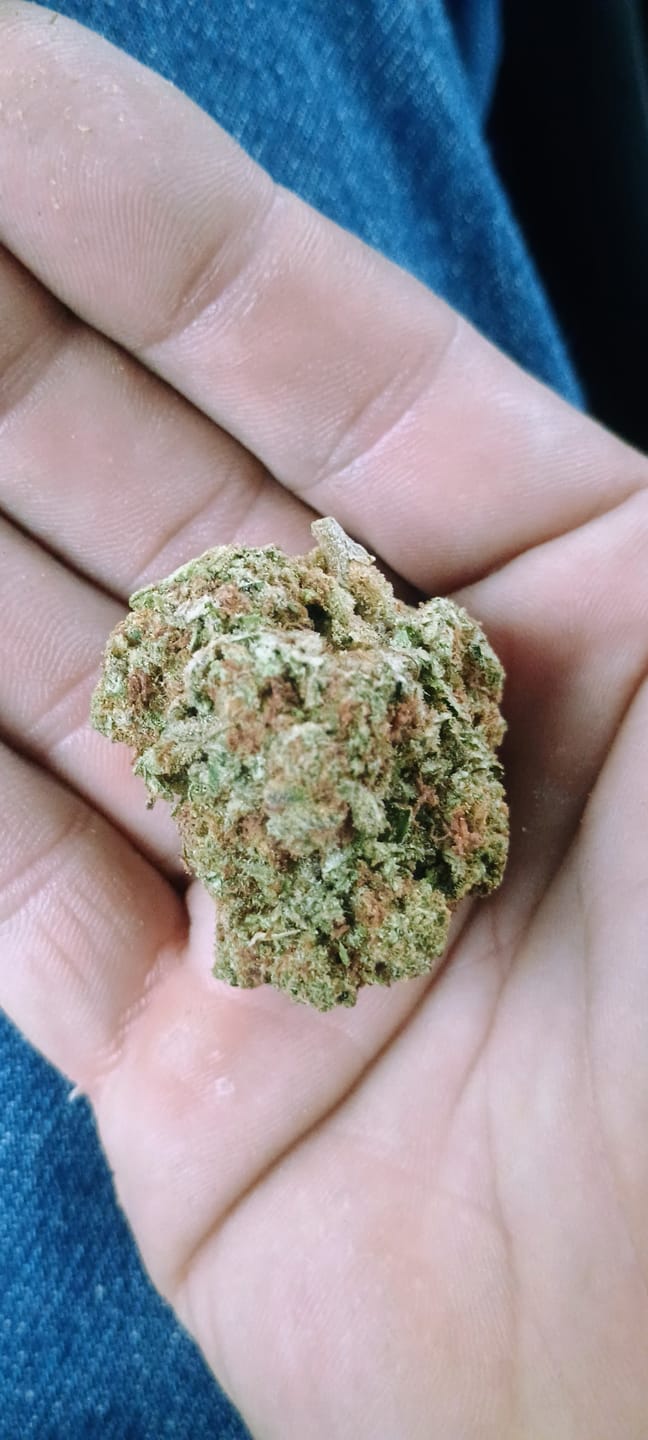 Customer photo review of Snake Venom THCA Flower