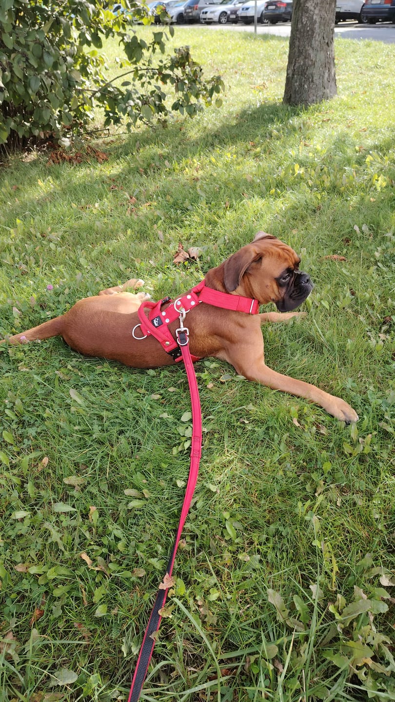 Customer photo review of Szelki z szybką klamrą - Easy Walk Extreme Czerwone