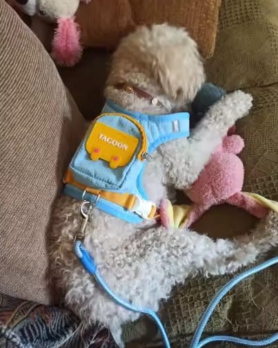 Customer photo review of Arnés-Mochila para perros