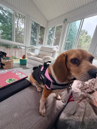 Customer's dog wearing a pink Dogshood No Pull Harness, sitting on a cushion in a sunroom.