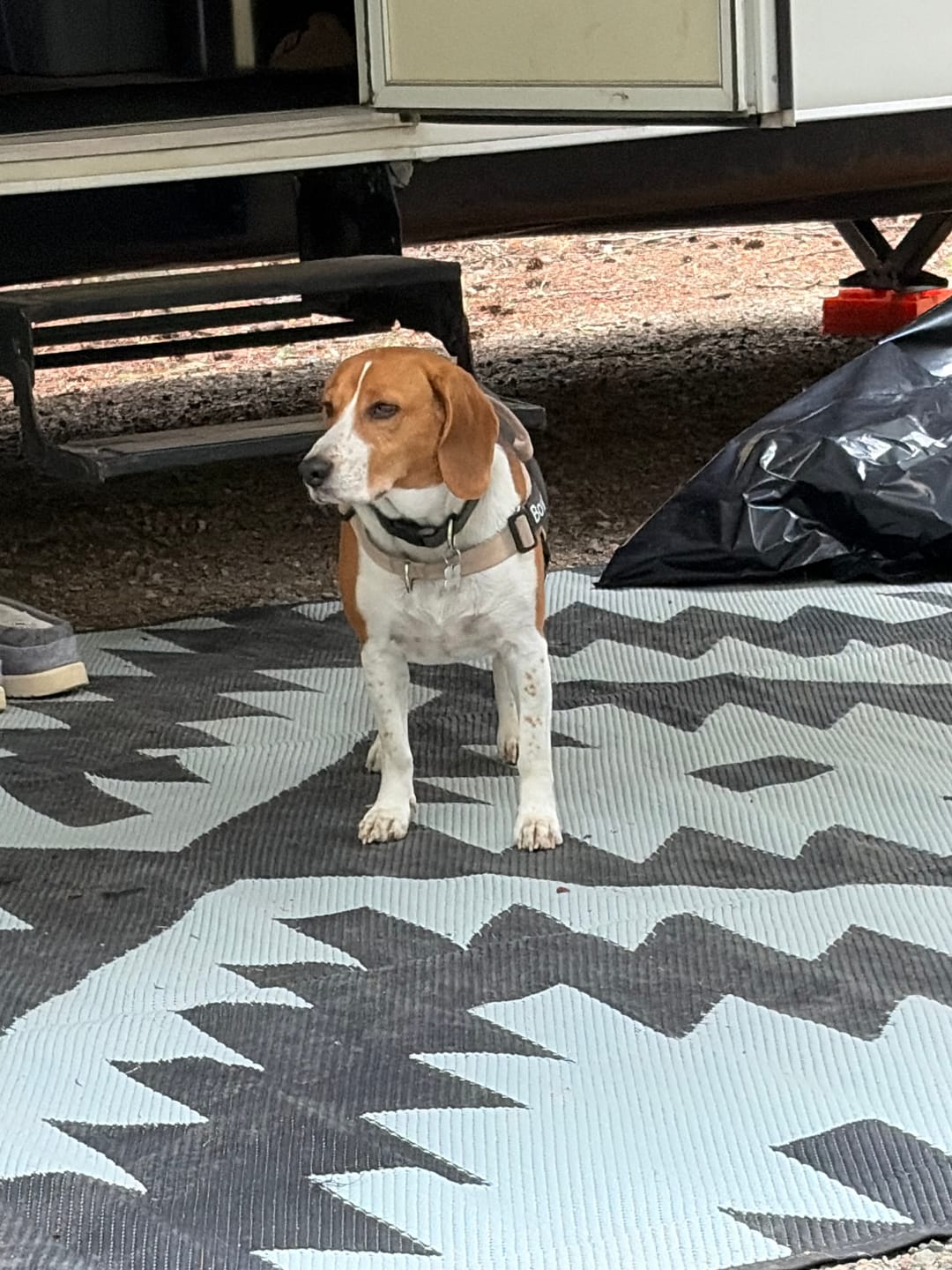 Customer photo review of SafeWalk® No-Pull Dog Harness