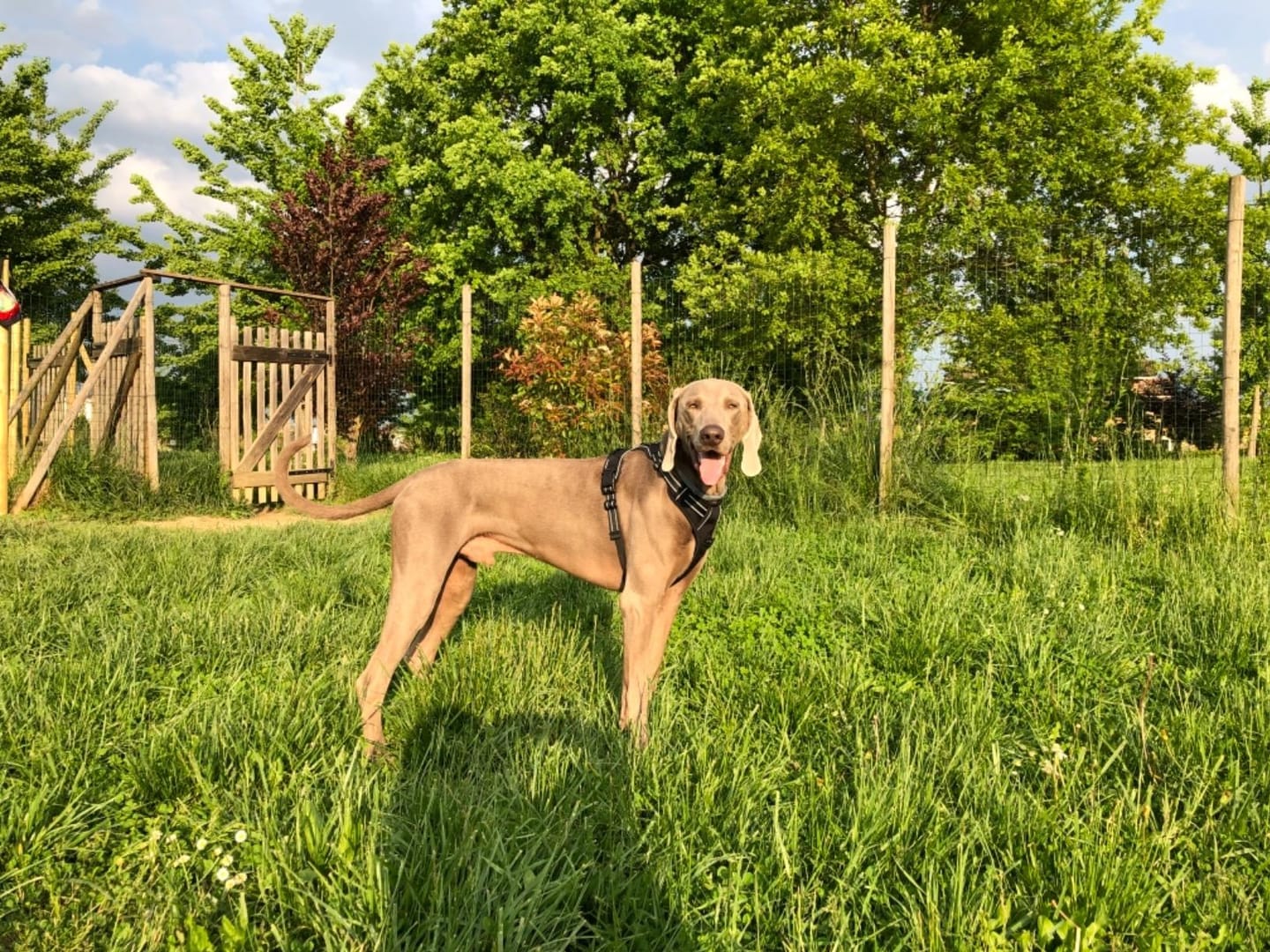 Customer photo review of Calm & Paw GiroSuave™