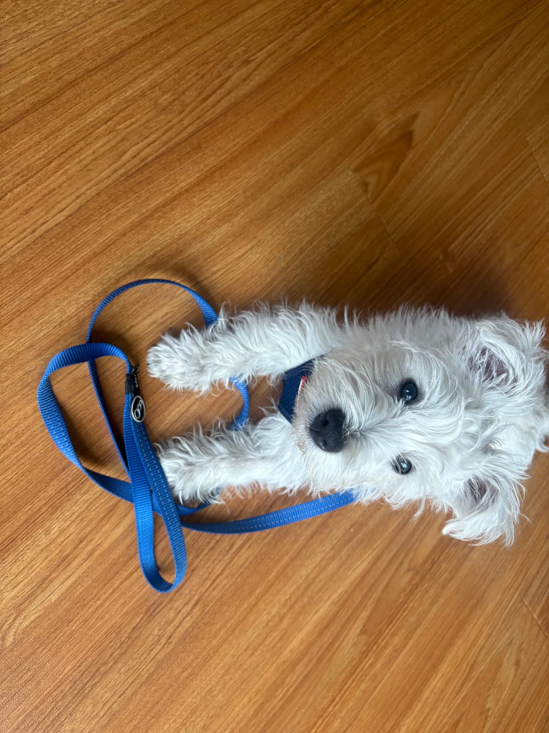 Customer photo review of Rogz Utility Classic Lead