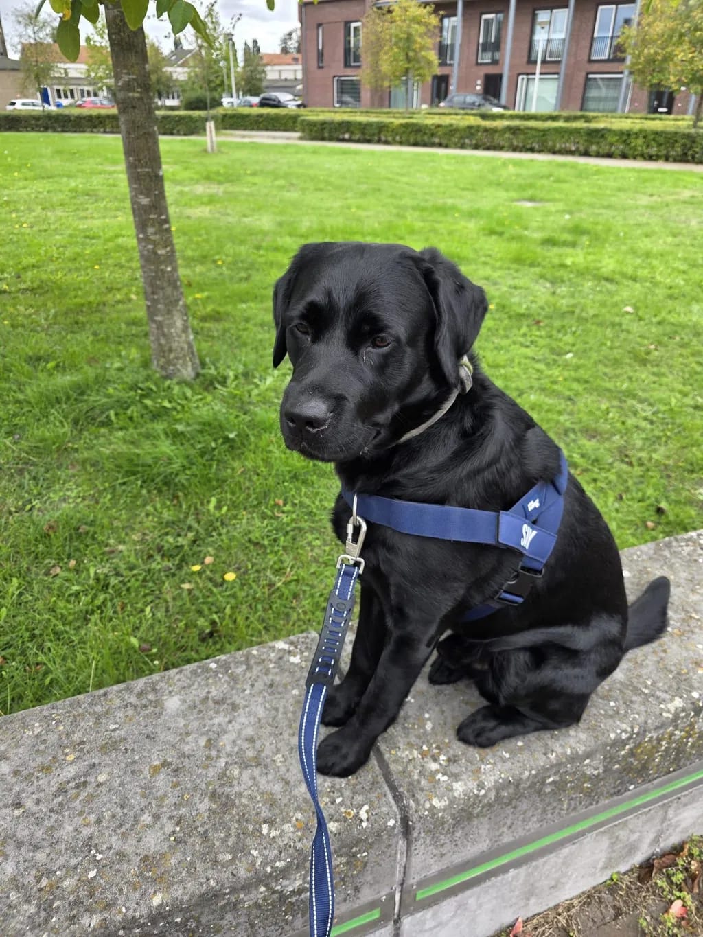 Customer photo review of DogFriend™ Arnés Antitirones Personalizado
