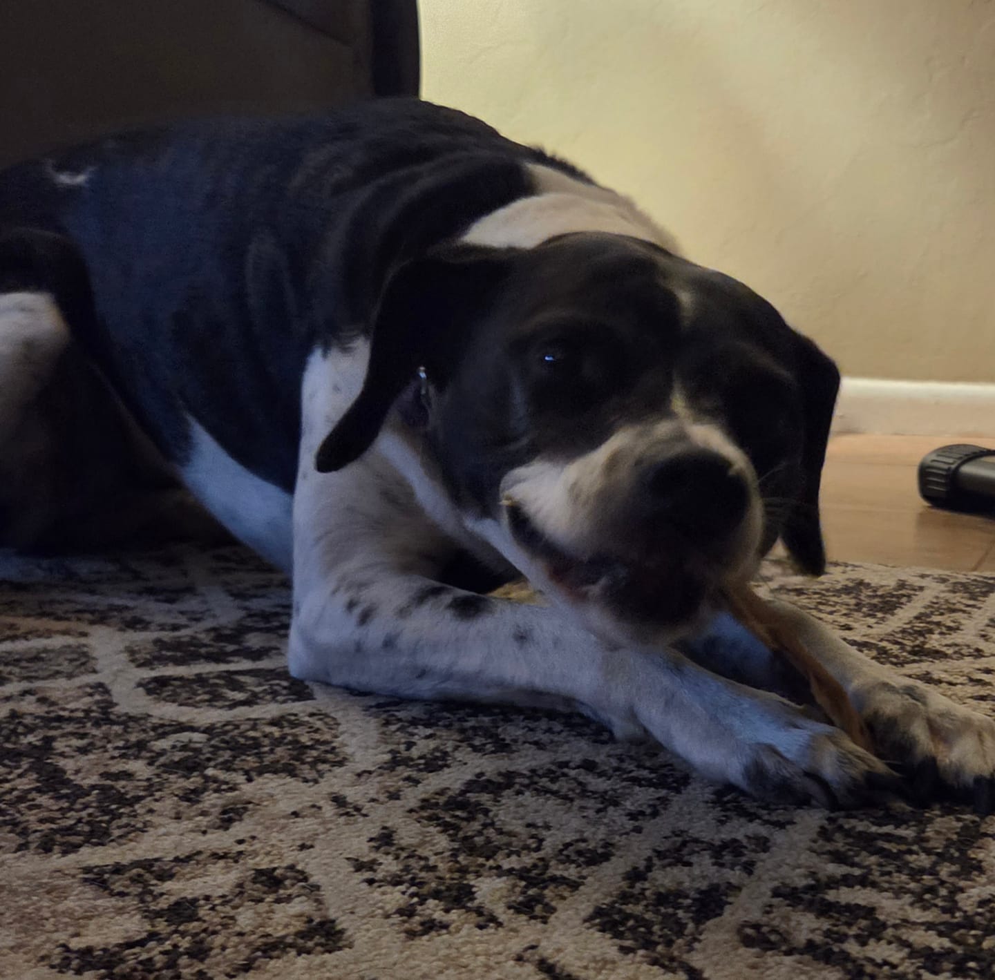 Customer photo review of Chewy Ostrich Flat Tendon: Satisfying All-Natural Chew for Dental Health & Gentle Digestion