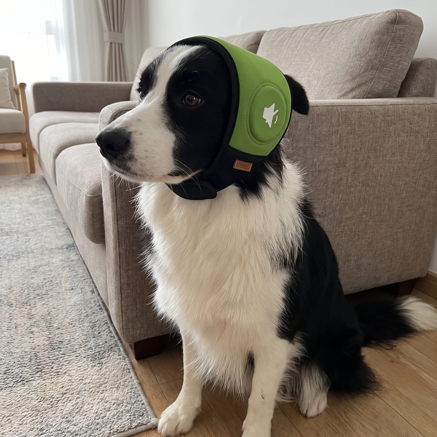 Customer photo review of Orejeras antirruido para perros