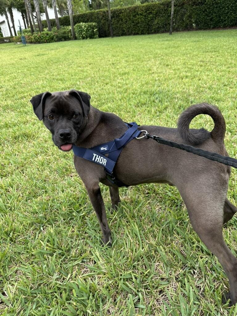 Customer photo review of DogFriend™ Arnés Antitirones Personalizado
