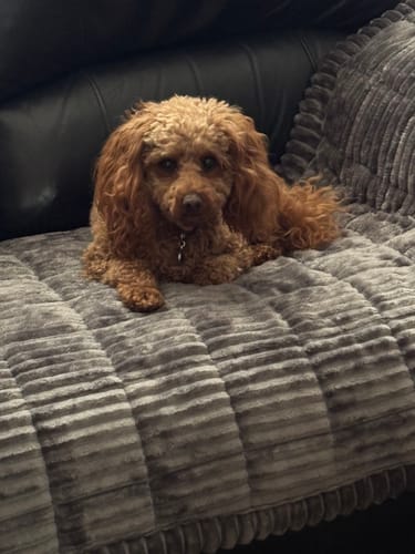 Customer photo review of Cosy Couch - Couch Cover